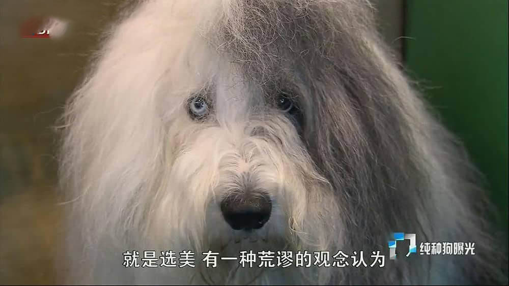 BBC纪录片《纯种狗的悲哀 Pedigree Dogs Exposed 2008》[全1集][中字][720P][网盘][资源下载]