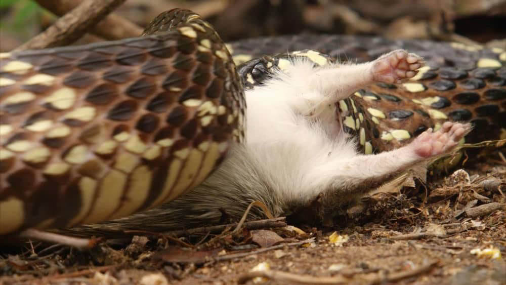 BBC纪录片《狂野巴西 巴西野生大地 Wild Brazil 2014》[全3集][中英双字][1080P][网盘][资源下载]