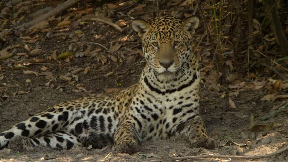 BBC纪录片《狂野巴西 巴西野生大地 Wild Brazil 2014》[全3集][中英双字][1080P][网盘][资源下载]