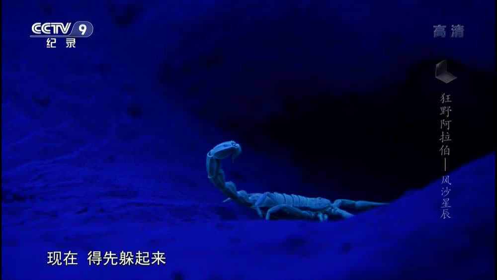 央视译制纪录片《狂野阿拉伯 Wild Arabia》[全3集][中字][1080P][网盘][资源下载]