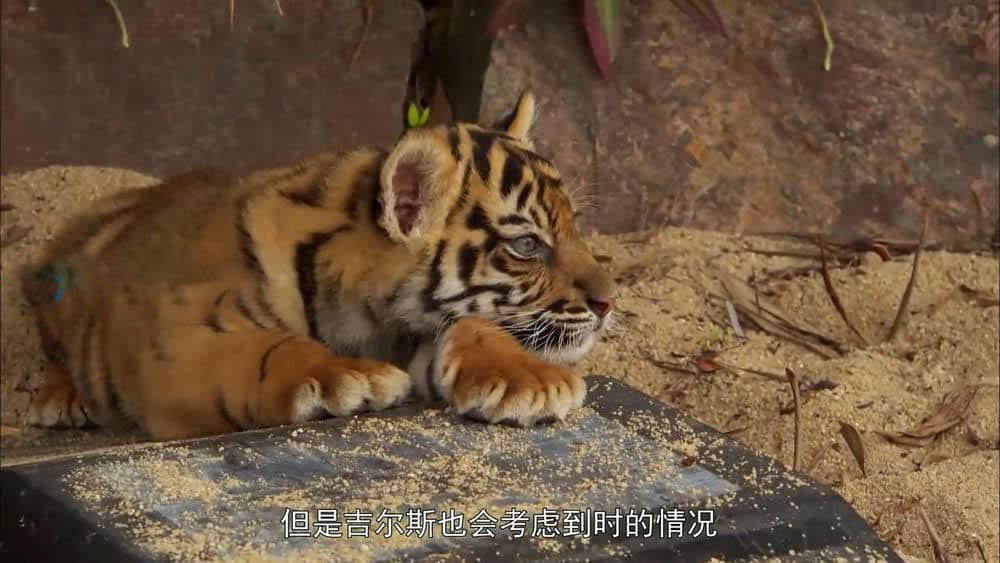 BBC纪录片《家有猛虎 与虎相伴 Tigers About the House》[全4集][中字][720P][网盘][资源下载]