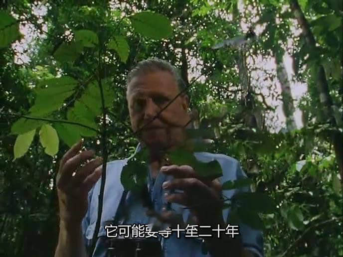 BBC纪录片《植物私生活 The Private Life of Plants 1995》[全6集][中字][720P][网盘][资源下载]