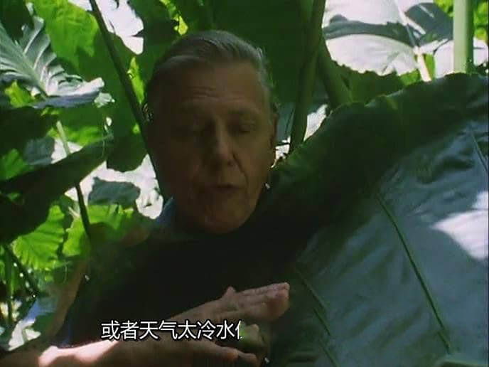 BBC纪录片《植物私生活 The Private Life of Plants 1995》[全6集][中字][720P][网盘][资源下载]