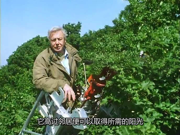 BBC纪录片《植物私生活 The Private Life of Plants 1995》[全6集][中字][720P][网盘][资源下载]