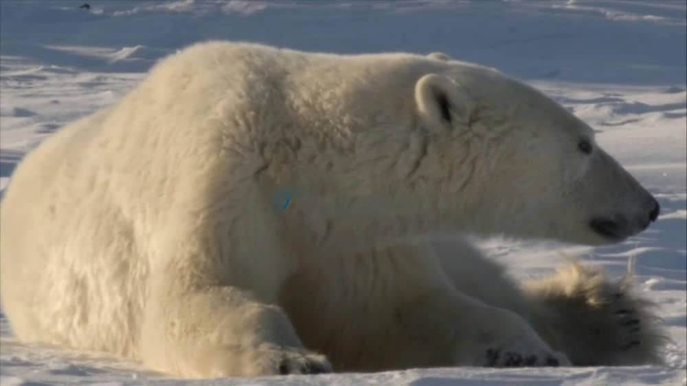 CBC纪录片《野性加拿大 Wild Canada 2014》[全5集][中英双字][1080P][720P][网盘][资源下载]