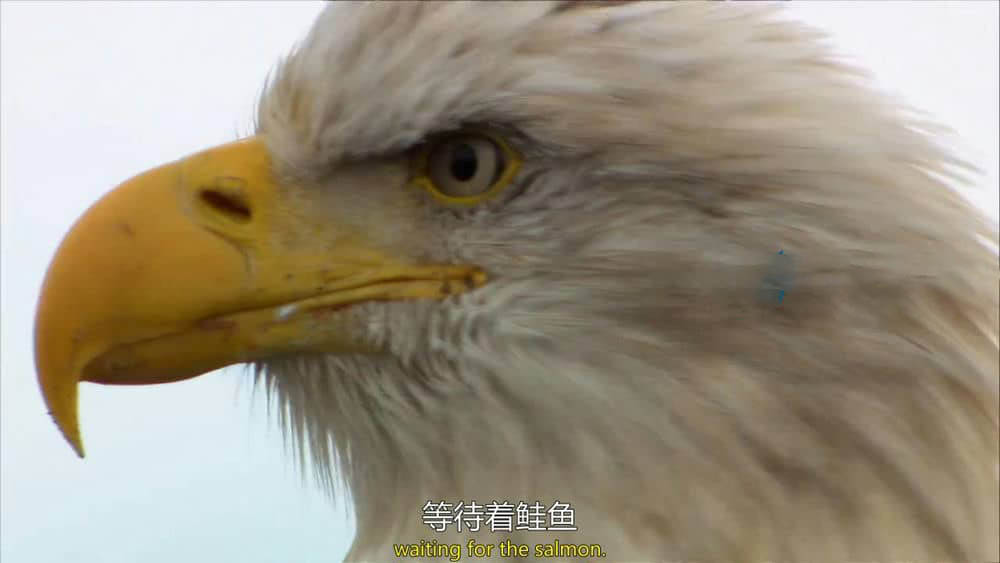 CBC纪录片《野性加拿大 Wild Canada 2014》[全5集][中英双字][1080P][720P][网盘][资源下载]