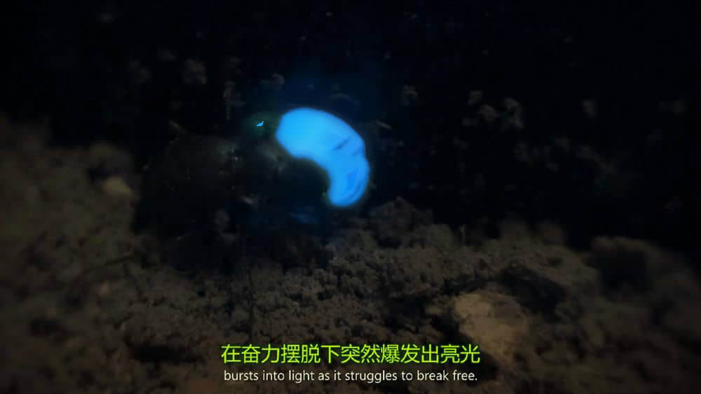 BBC纪录片《爱登堡讲述生命之光 Attenborough's Life That Glows》[全1集][中英双字][1080P][网盘][资源下载]