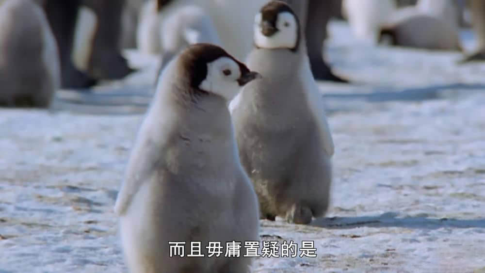 BBC纪录片《无比可爱的动物 超萌动物 Super Cute Animals》[全1集][中字][1080P][网盘][资源下载]