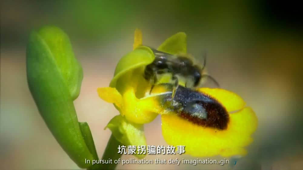 PBS纪录片《行为恶劣的植物 植物的秘密武器 Plants Behaving Badly》[全2集][中英双字][720P][网盘][资源下载]