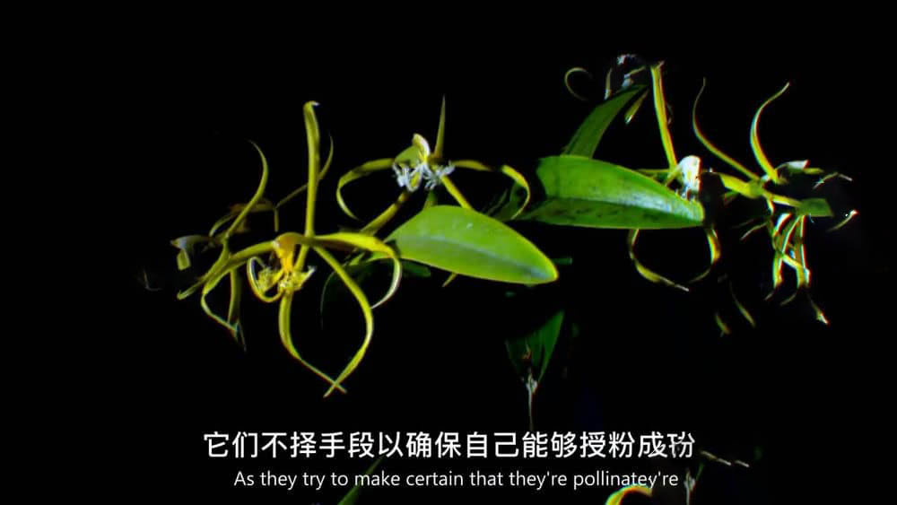 PBS纪录片《行为恶劣的植物 植物的秘密武器 Plants Behaving Badly》[全2集][中英双字][720P][网盘][资源下载]