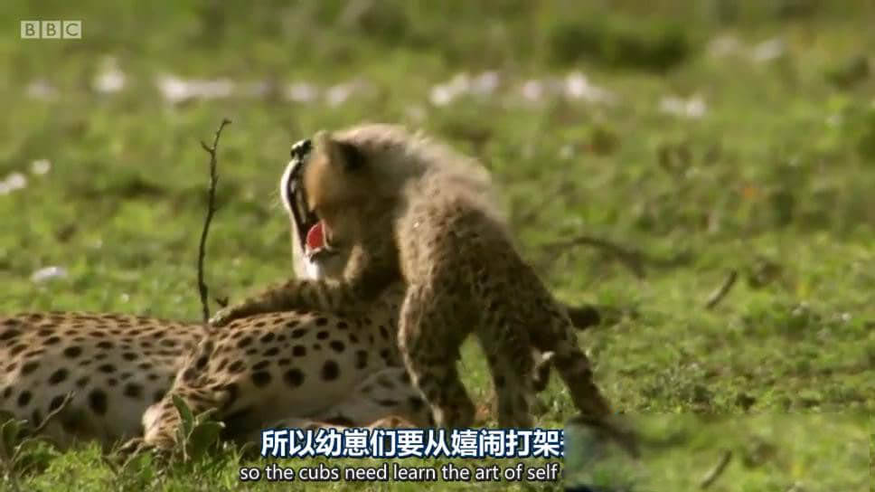 BBC纪录片《动物宝宝 Animal Babies》[全3集][中英双字][720P][网盘][资源下载]