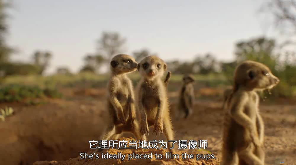 BBC纪录片《假如动物会摄影 Animals with Cameras》[全3集][国英双轨]双字[1080P][网盘][资源下载]