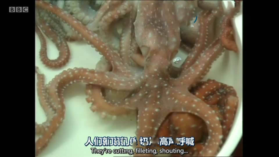 BBC纪录片《里克·斯坦的海鲜奇幻之旅 Seafood Odyssey 1999》[全8集][中英双字][DVD画质][网盘][资源下载]