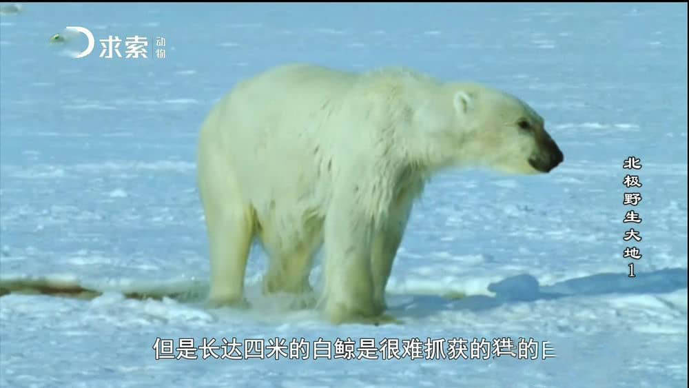 探索频道纪录片《北极野生大地 Wildest Arctic》[全4集][中字][720P][网盘][资源下载]