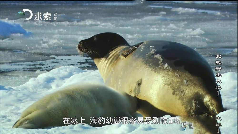 探索频道纪录片《北极野生大地 Wildest Arctic》[全4集][中字][720P][网盘][资源下载]