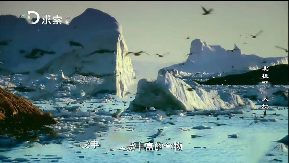 探索频道纪录片《北极野生大地 Wildest Arctic》[全4集][中字][720P][网盘][资源下载]