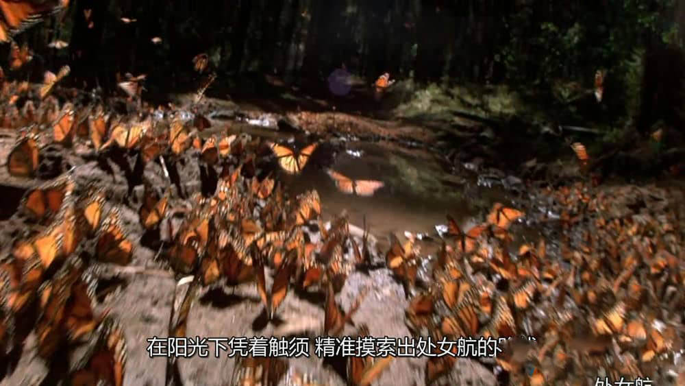 国家地理纪录片《大迁徙 Great Migrations》[全6集][中字][720P][网盘][资源下载]