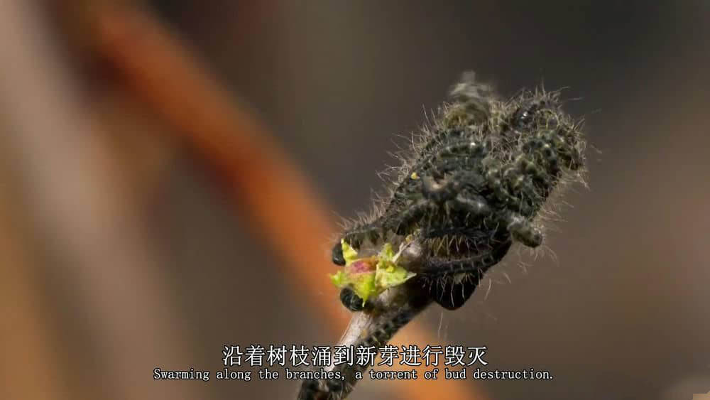 BBC纪录片《地球最壮观的景色 Earth's Greatest Spectacles》[全3集][中英双字][1080P][网盘][资源下载]