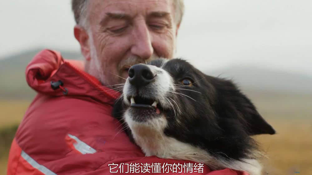 ITV纪录片《狗狗秘闻 狗的秘密生活 Secret Life of Dogs 2013》[全1集][中英双字][1080P][网盘][资源下载]