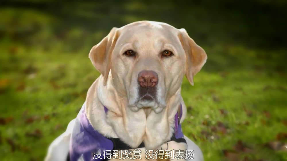 ITV纪录片《狗狗秘闻 狗的秘密生活 Secret Life of Dogs 2013》[全1集][中英双字][1080P][网盘][资源下载]