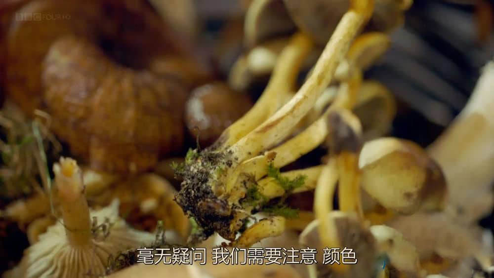 BBC纪录片《魔力蘑菇 神奇的蘑菇 The Magic of Mushrooms》[全1集][中字][720P][网盘][资源下载]