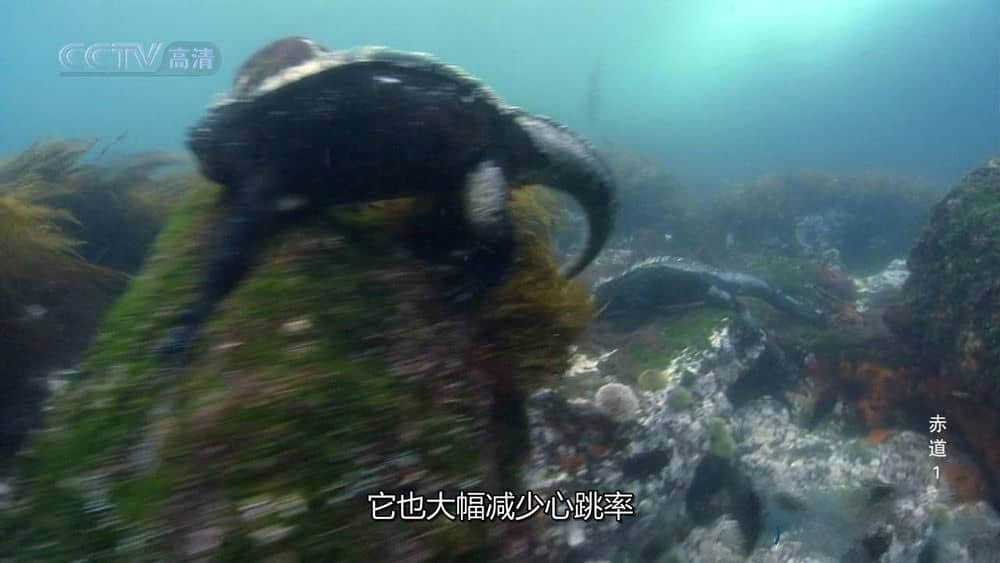 央视译制纪录片《赤道》[全6集][中字][720P][网盘][资源下载]