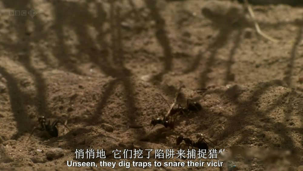 BBC纪录片《自然世界：蚂蚁帝国 Natural World:Empire of the Desert Ants》[全1集][中英双字][1080P][720P][网盘][资源下载]