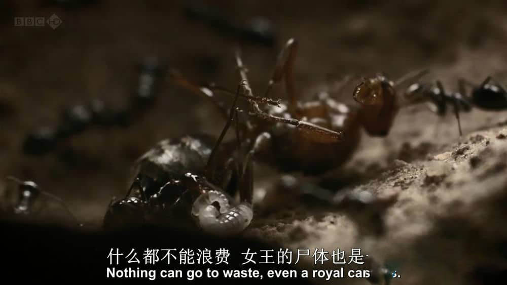 BBC纪录片《自然世界：蚂蚁帝国 Natural World:Empire of the Desert Ants》[全1集][中英双字][1080P][720P][网盘][资源下载]