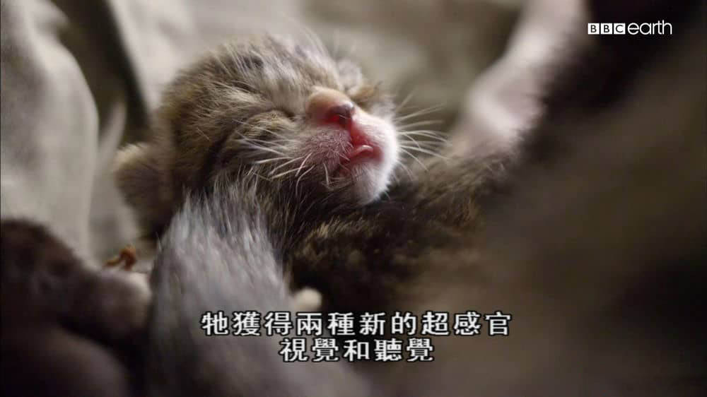 BBC纪录片《猫的秘密世界 Secret Life of Cats 2013》[全1集][中字][1080P][网盘][资源下载]