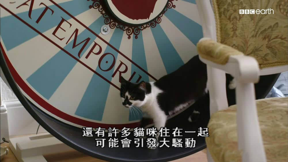 BBC纪录片《猫的秘密世界 Secret Life of Cats 2013》[全1集][中字][1080P][网盘][资源下载]