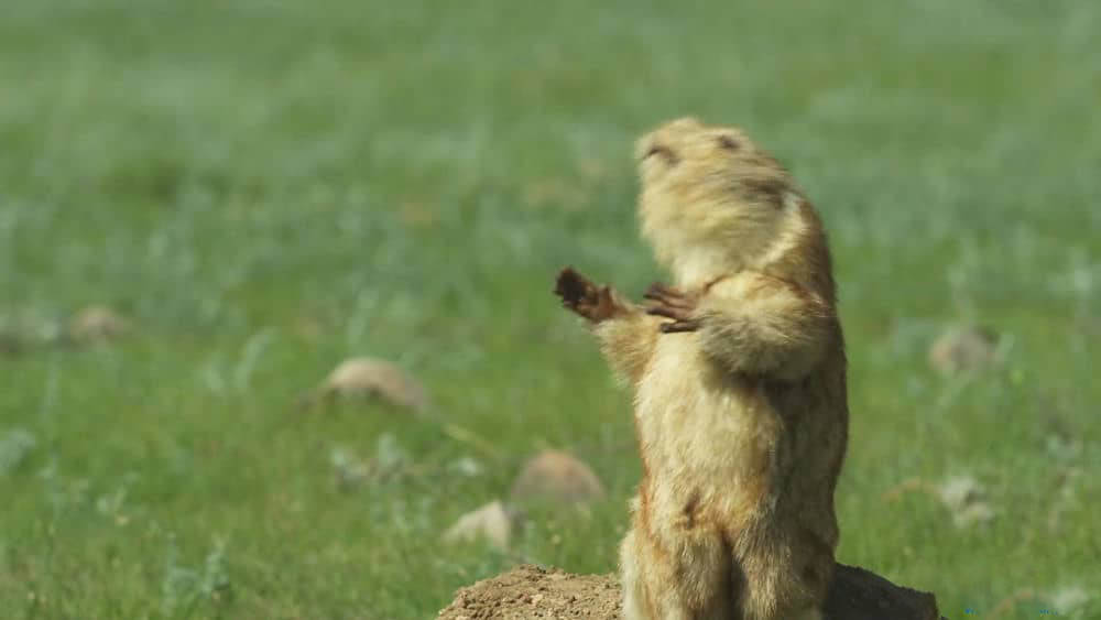 BBC纪录片《荒野间谍 Spy in the Wild》[全5集][中英双字][4K][1080P][网盘][资源下载]