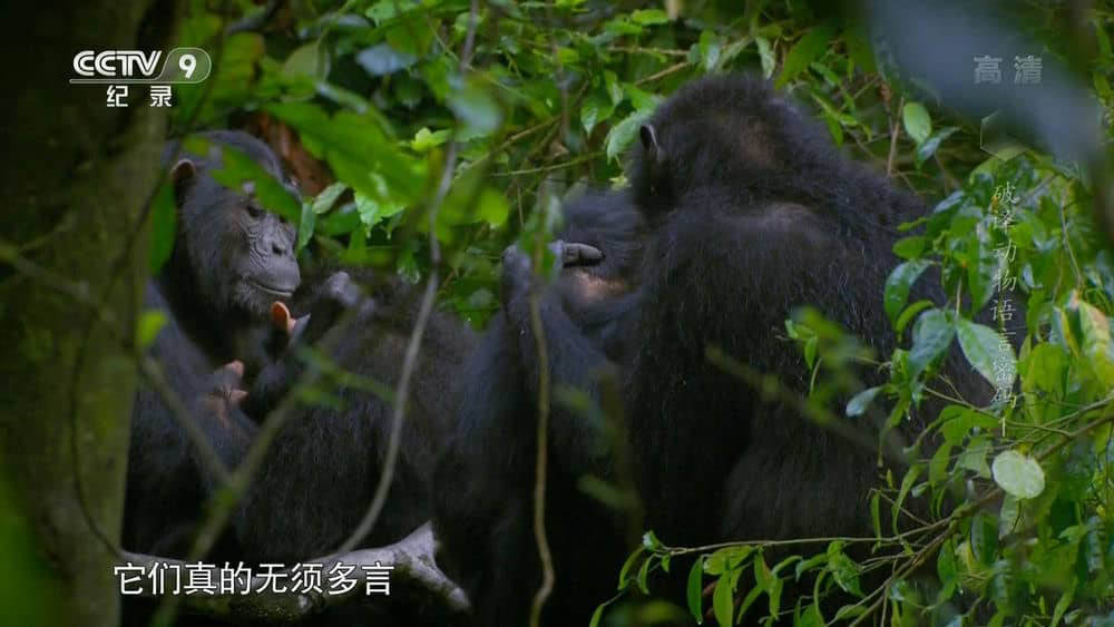 央视译制纪录片《破译动物语言密码 Talk to the Animals》[全2集][中字][1080P][网盘][资源下载]