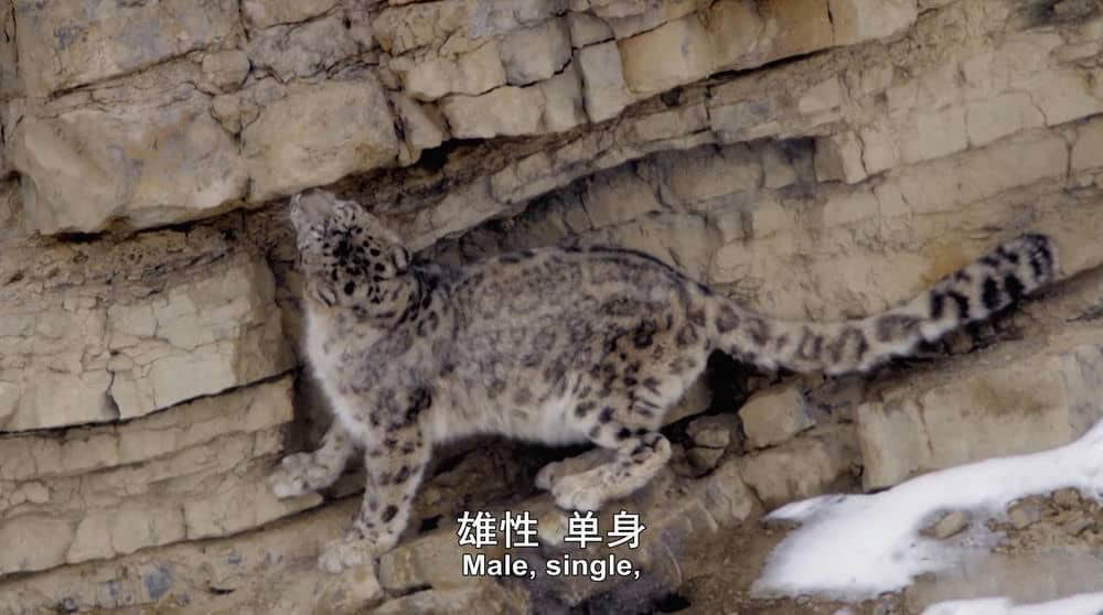 BBC纪录片《大猫 Big Cats》[全3集][中英双字][1080P][网盘][资源下载]