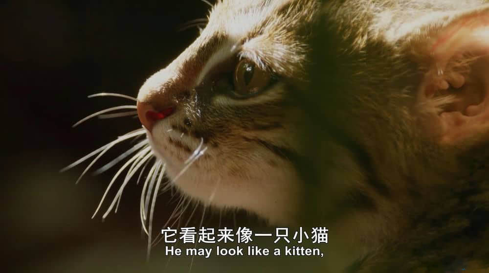 BBC纪录片《大猫 Big Cats》[全3集][中英双字][1080P][网盘][资源下载]