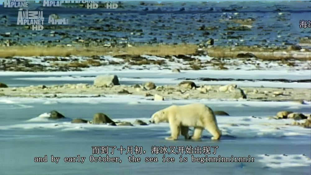 动物星球《野性北极 Wildest Arctic》[全4集][中英双字][720P][网盘][资源下载]