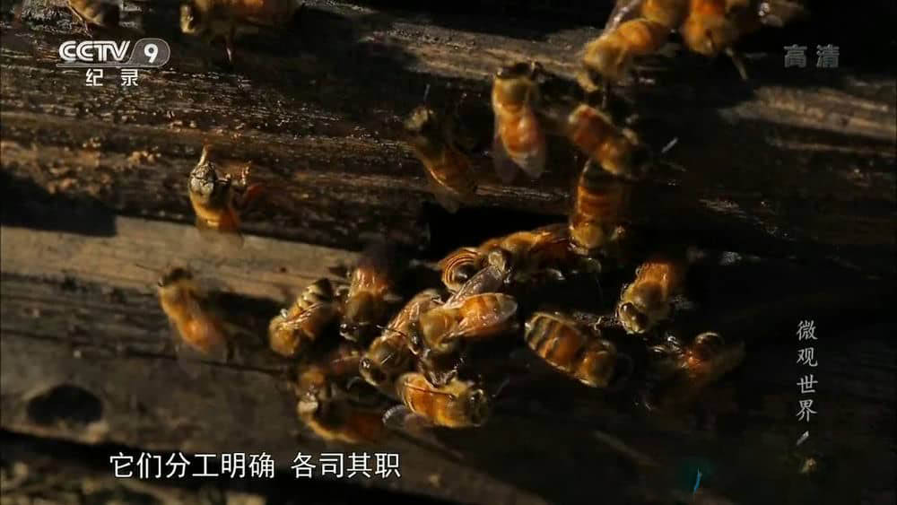 央视纪录片《微观世界》[全5集][中字][1080P][网盘][资源下载]