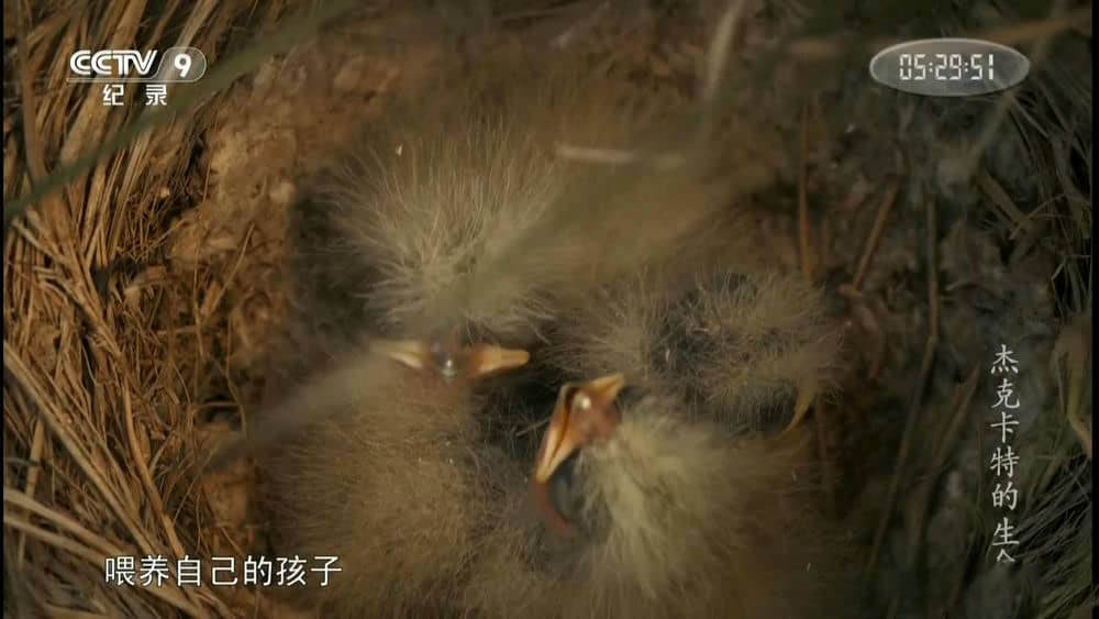 央视纪录片《杰克卡特的生命》[全1集][中字][1080P][网盘][资源下载]