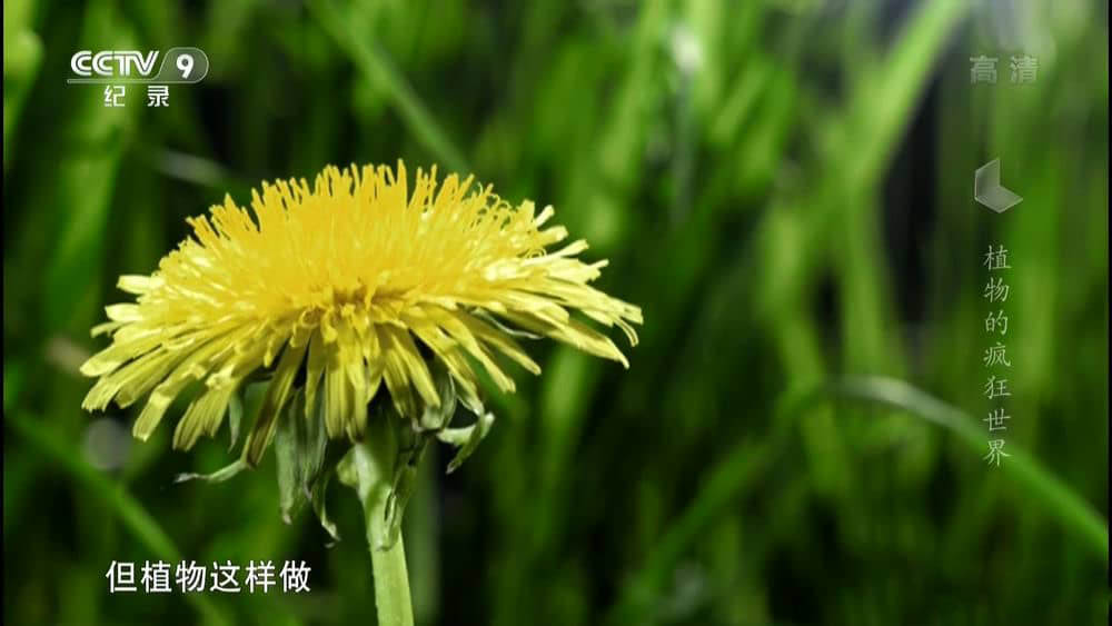 央视译制纪录片《植物的疯狂世界》[全1集][中字][1080P][网盘][资源下载]