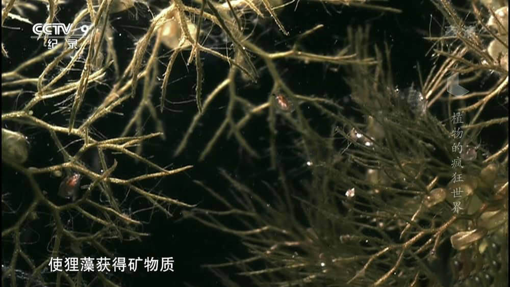 央视译制纪录片《植物的疯狂世界》[全1集][中字][1080P][网盘][资源下载]