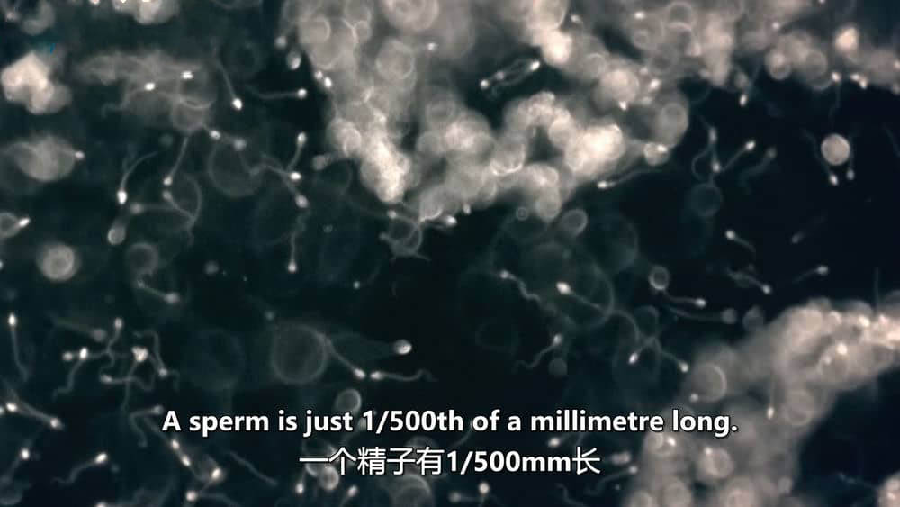 Ch4纪录片《精子生命大赛跑 The Great Sperm Race 2009》[全1集][中英双字][1080P][720P][网盘][资源下载]