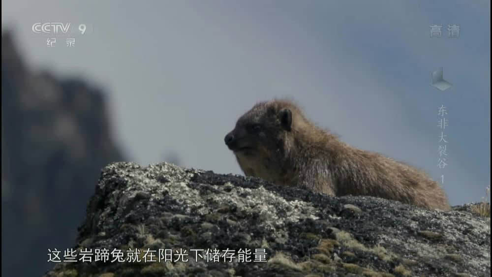 央视译制纪录片《东非大裂谷》[全3集][中字][1080P][网盘][资源下载]