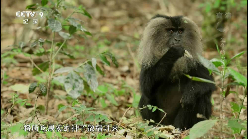 央视译制纪录片《生命的力量》[两季全 全12集][中字][1080P][网盘][资源下载]