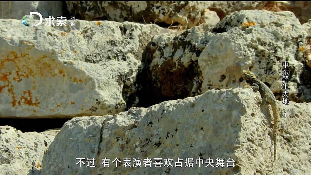 探索频道纪录片《中东野生大地》[全5集][中字][1080P][网盘][资源下载]