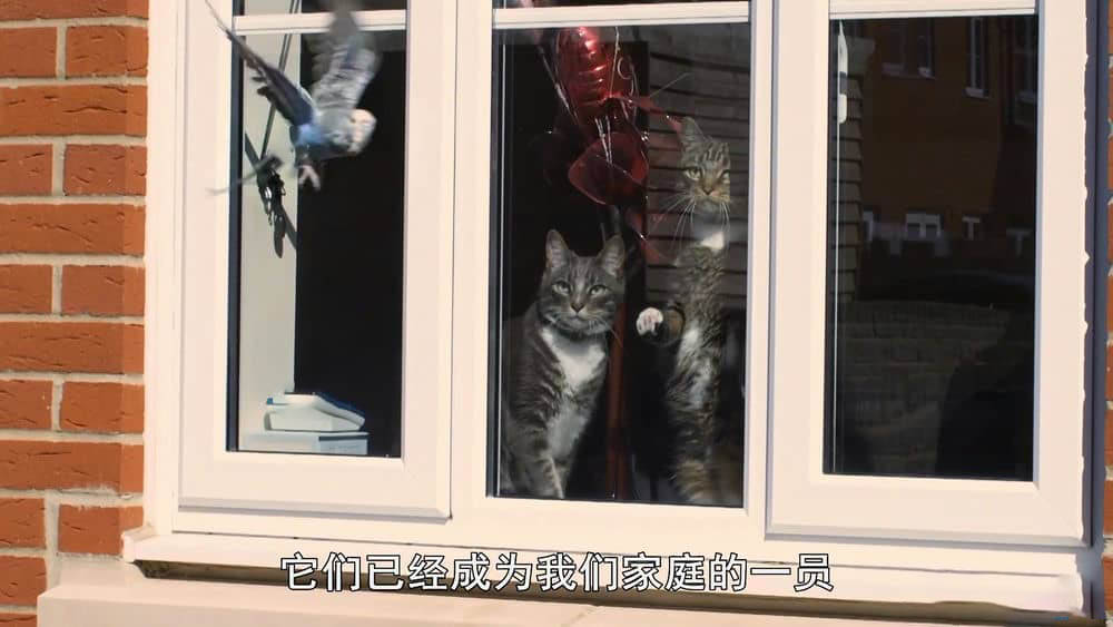 BBC纪录片《萌宠也疯狂 宠物：内心狂野 Pets - Wild at Heart 2015》[全2集][中字][720P][网盘][资源下载]