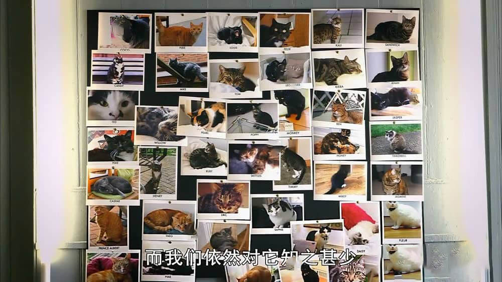 BBC纪录片《对猫的发现 猫咪观察 Cats Uncovered 2014》[全3集][720P][网盘][资源下载]