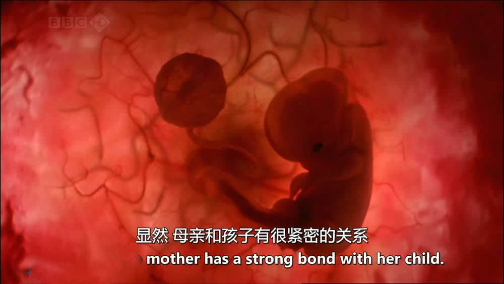 BBC纪录片《父亲的生物学意义 Biology of Dads 2010》[全1集][无字幕][外挂字幕][720P][网盘][资源下载]