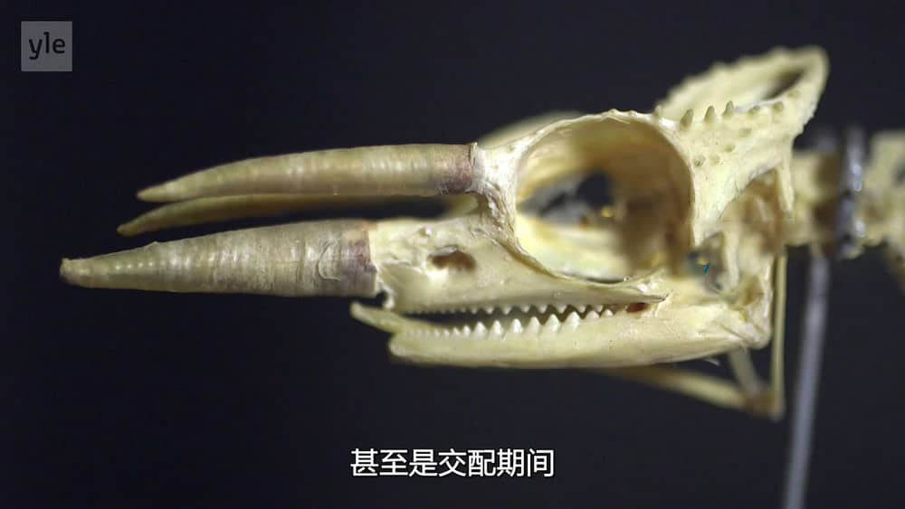 BBC纪录片《骨骼的奥秘 Secrets of Bones 2014》[全3集][中字][720P][网盘][资源下载]