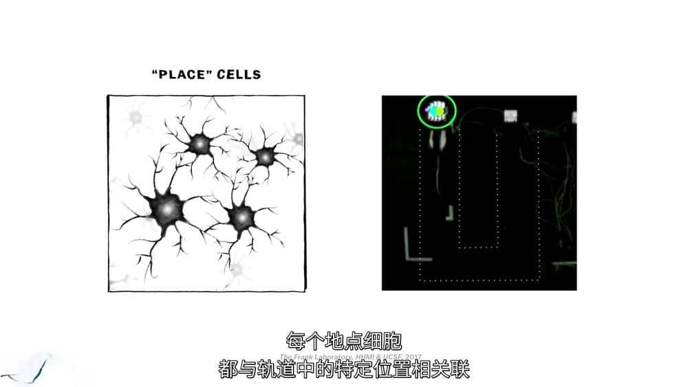 Netflix纪录片《头脑解密 The Mind , Explained 2019》[全5集][中字][1080P][720P][网盘][资源下载]