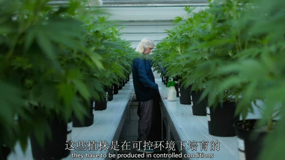 BBC纪录片《大麻.灵丹还是毒药 Cannabis Miracle Medicine or Dangerous Drug 2019》[全1集][中英双字][1080P][网盘][资源下载]