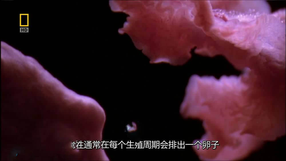 国家地理纪录片《子宫日记 In the Womb》[全7季][中字][720P][网盘][资源下载]